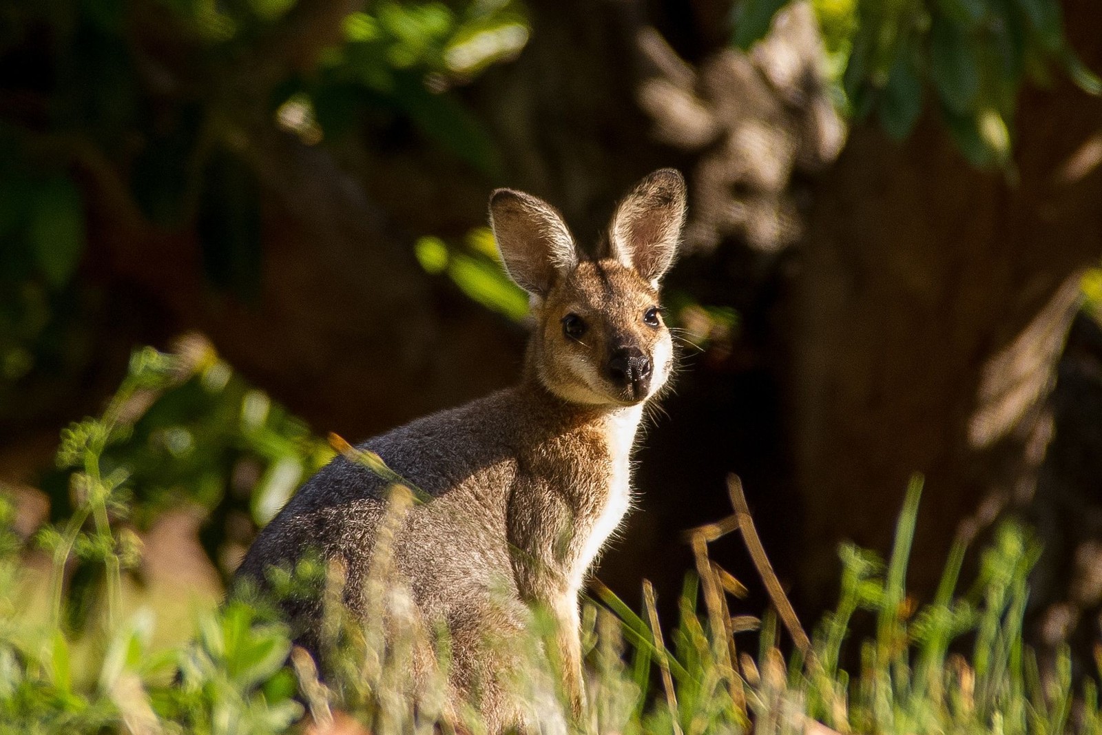 Hay un pequeño canguro de pie en la hierba junto a un árbol (macrópodos, wallaby, mascota exótica, canguro, vida silvestre)