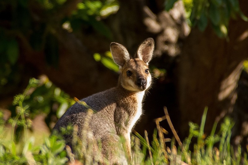 Маленький кенгуру стоит в траве у дерева (макроподы, валлаби, wallaby, экзотическое домашнее животное, кенгуру)