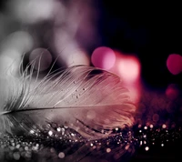 feather, sparkling wallpaper