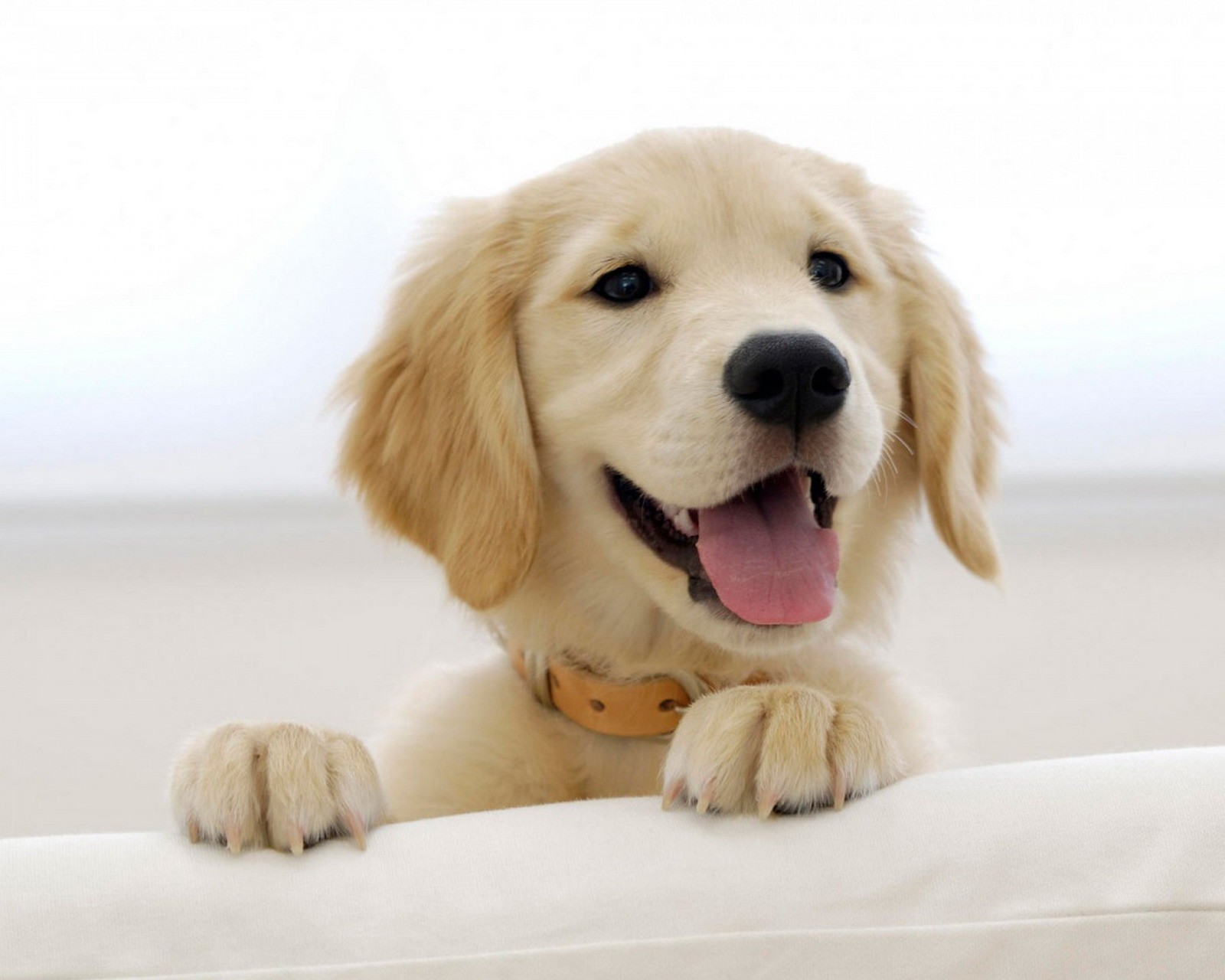 There is a dog that is sitting on a couch with his tongue out (dog, golden retriever, puppy)