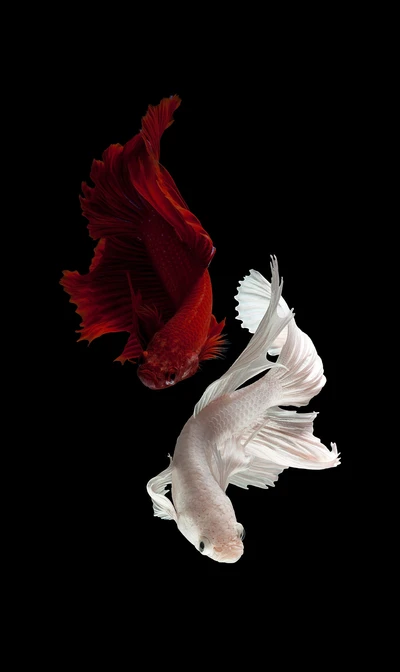 Pez Betta Elegante: Un Impactante Contraste de Rojo y Blanco