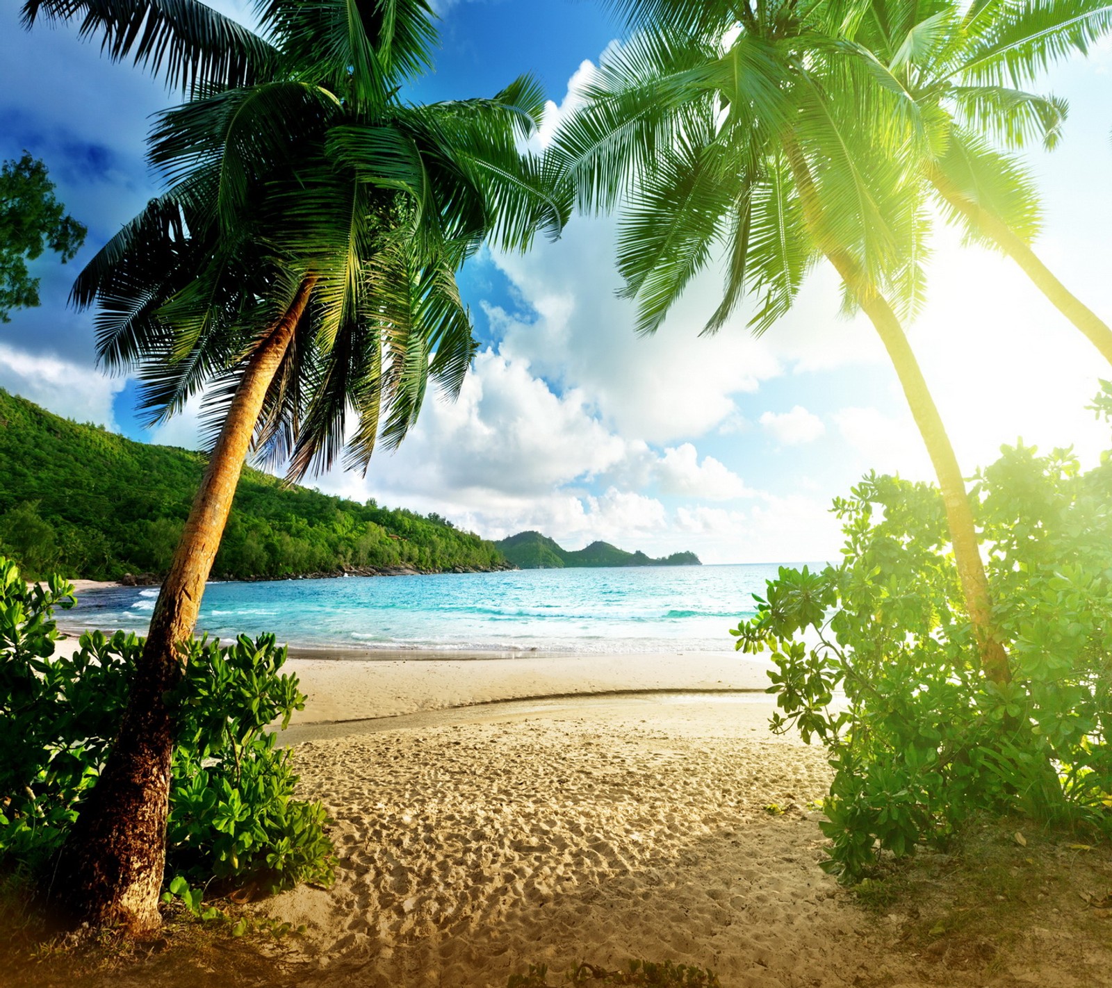 Arafed palm trees on a beach with a blue sky and water (coast, palms, sea, summer, tropics)