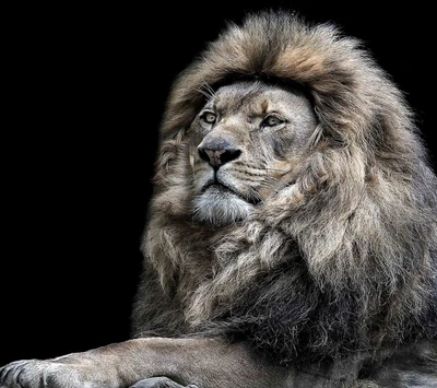 Majestic Lion: The King of the Jungle