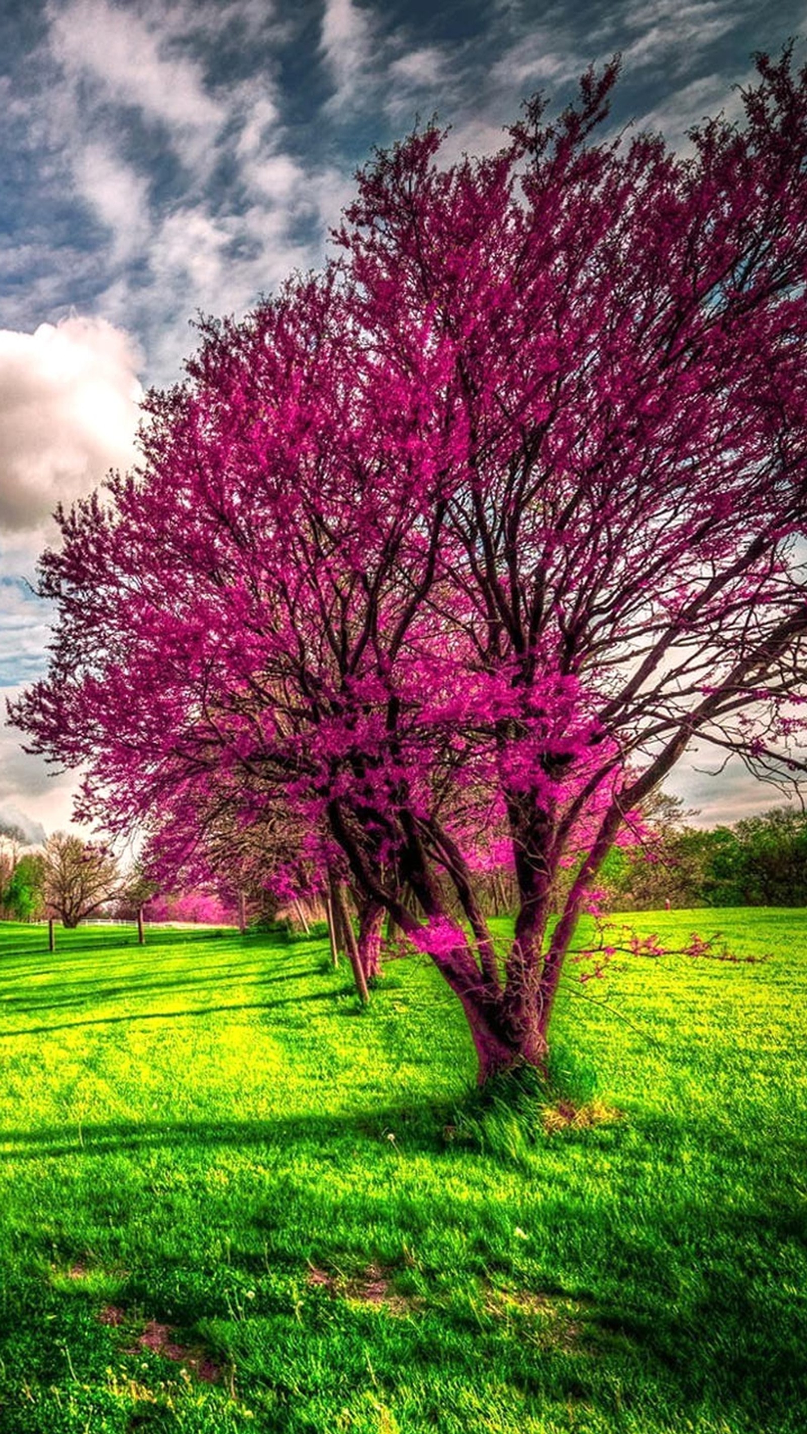 Uma árvore com flores rosas em um campo gramado sob um céu nublado (natureza, outro)