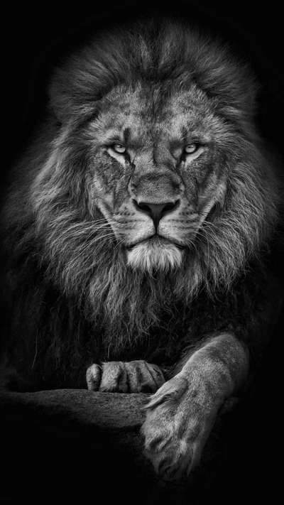 black, face, king, leon, lion