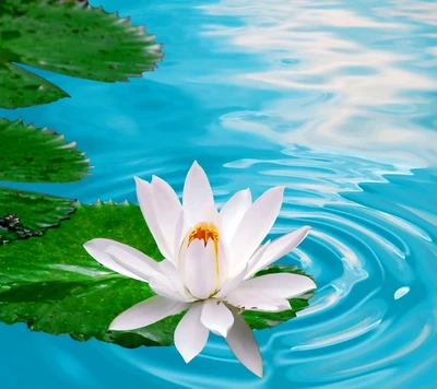 Fleur de lotus blanche flottant sur une eau calme avec des feuilles vertes