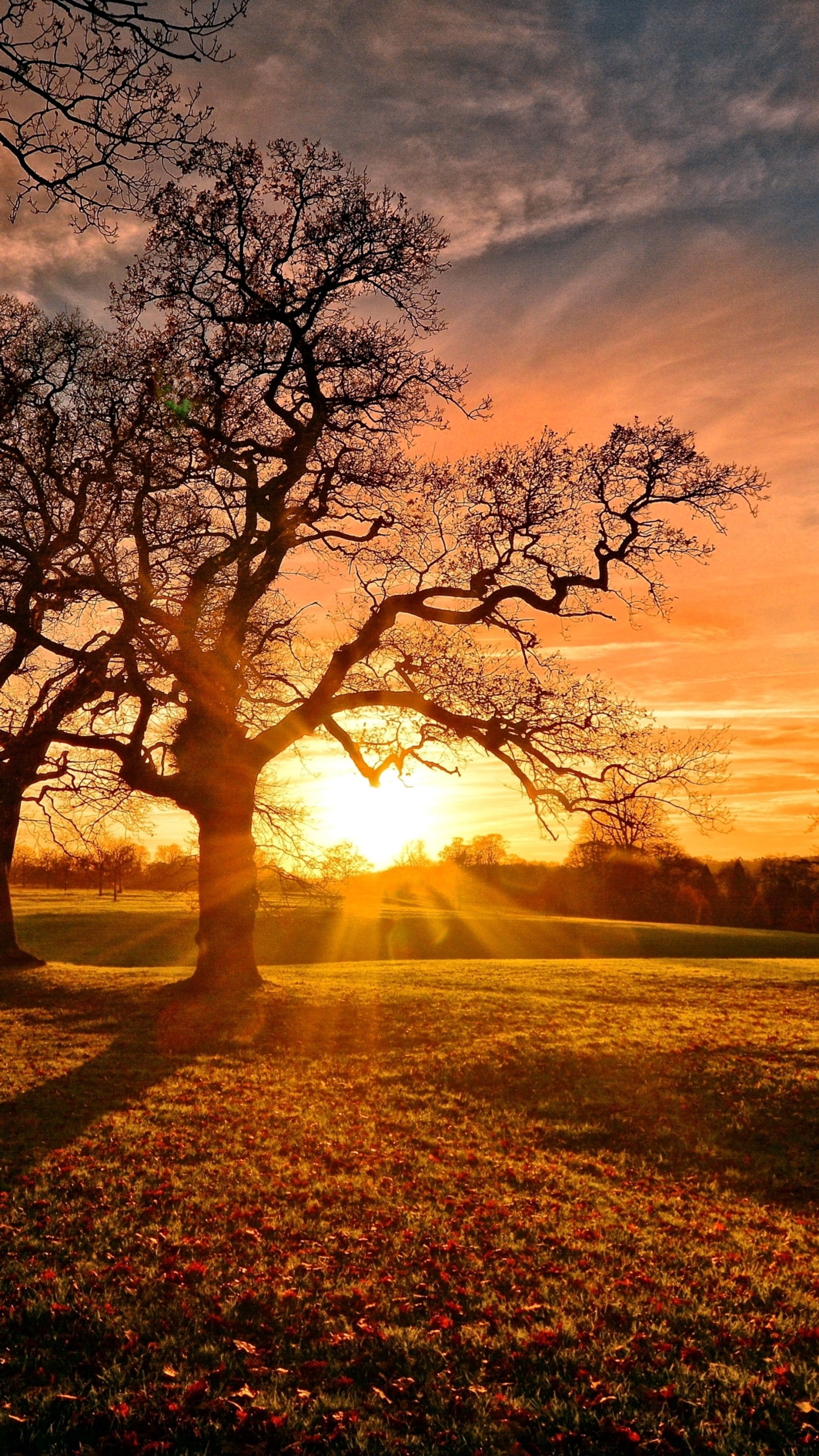 Uma árvore solitária em um campo com o sol se pondo atrás dela (cores, paisagem, natureza, foto)