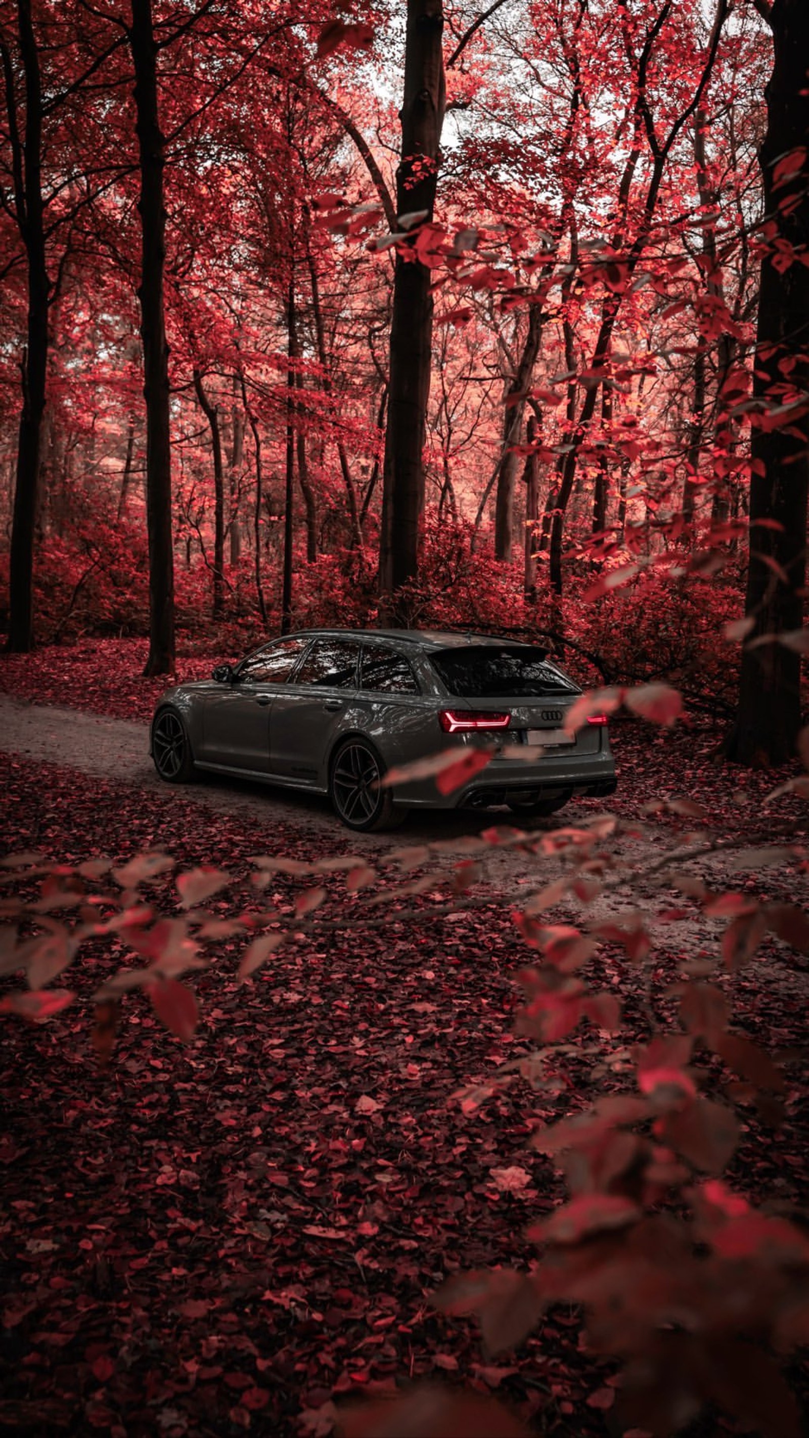 Téléchargez le fond d'écran audi, forêt, hd, feuilles, nature