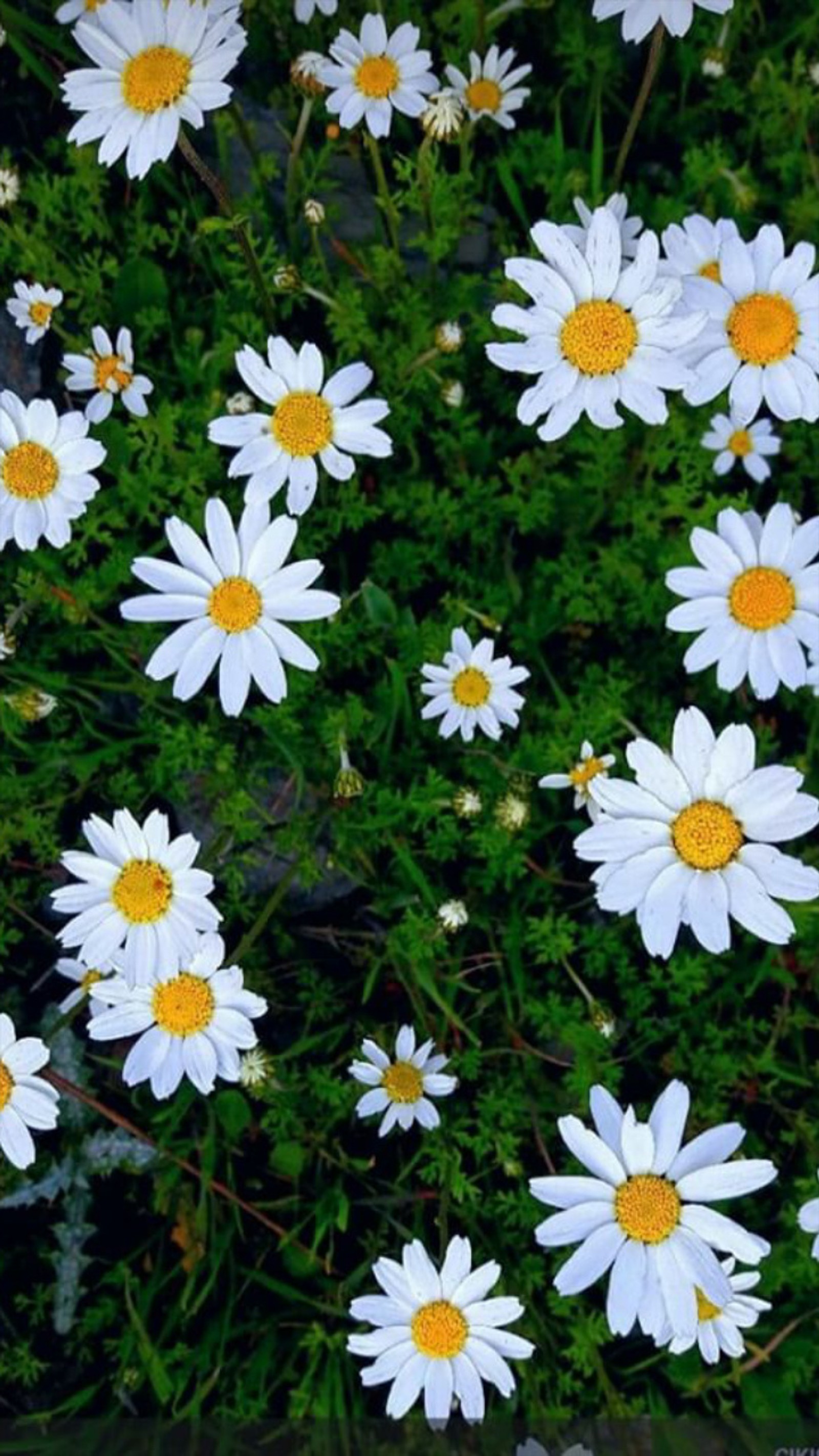 A close up of a bunch of white flowers with yellow centers (cool, emoji, flower, pictures)