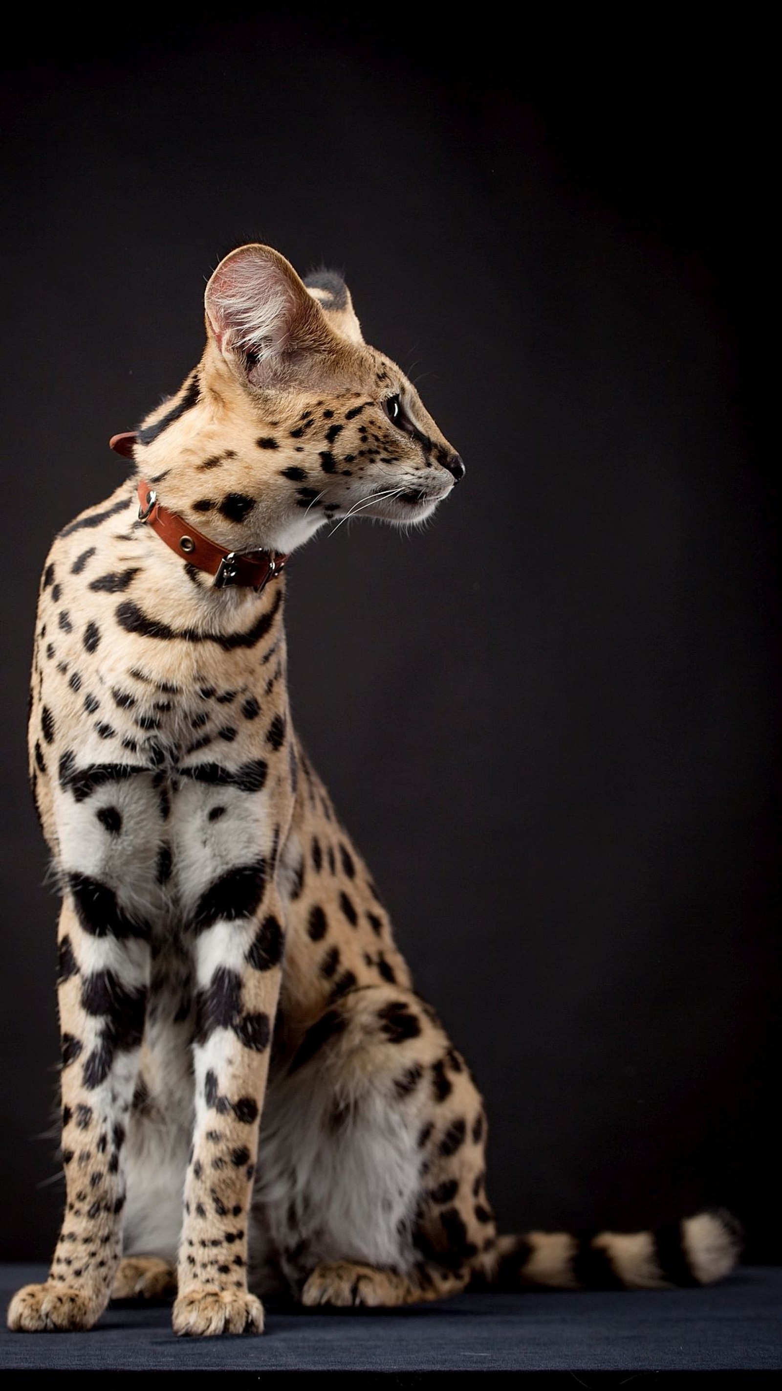 Eine katze sitzt auf einem tisch mit einem halsband (afrika, serval, wildkatze)