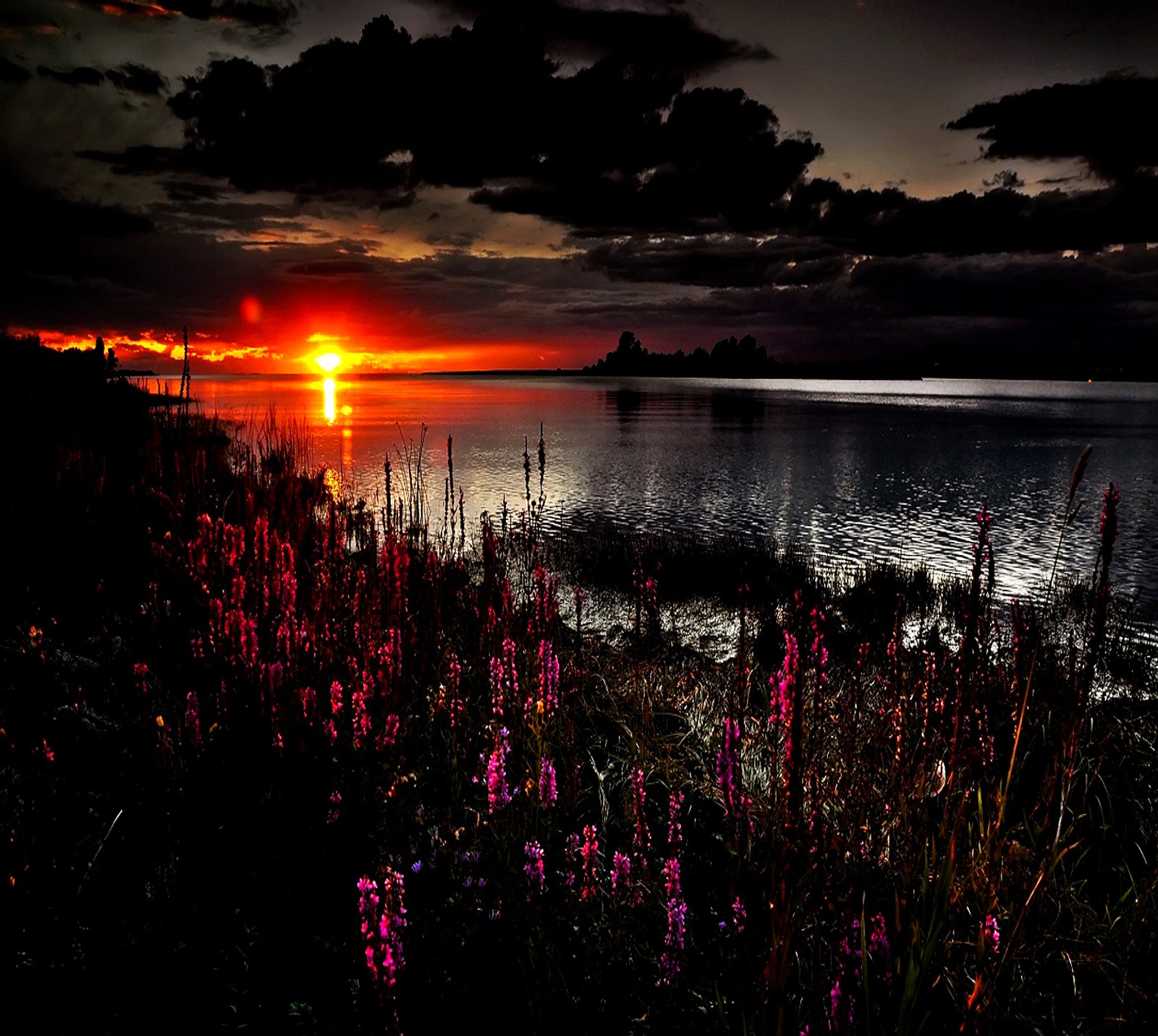 Fleurs violettes au premier plan d'un lac au coucher du soleil (beau, nature)