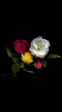 rose, roses, jaune, fleurs, rouge