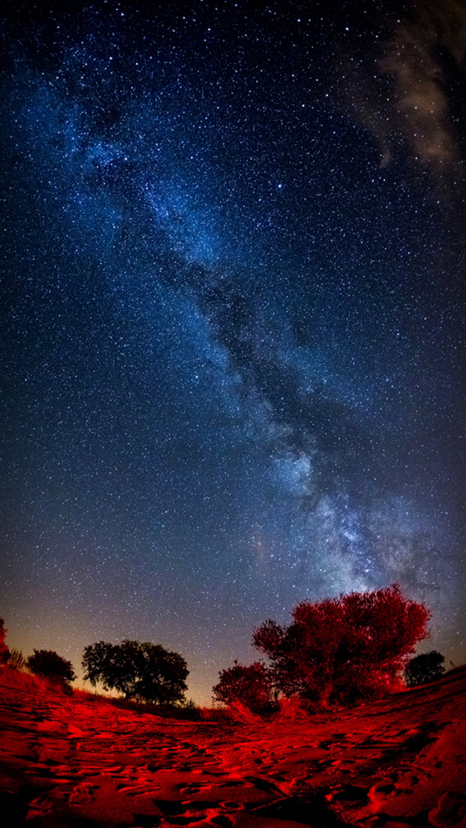 Starry night sky with trees and stars in the foreground (night, sky, starry)