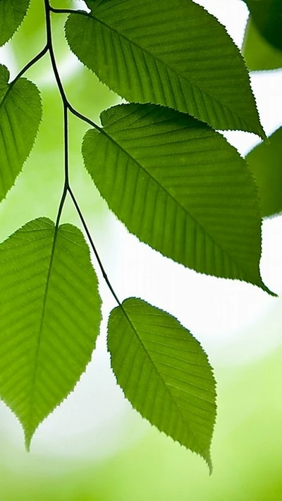 Vibrant Green Leaves Against a Soft Background