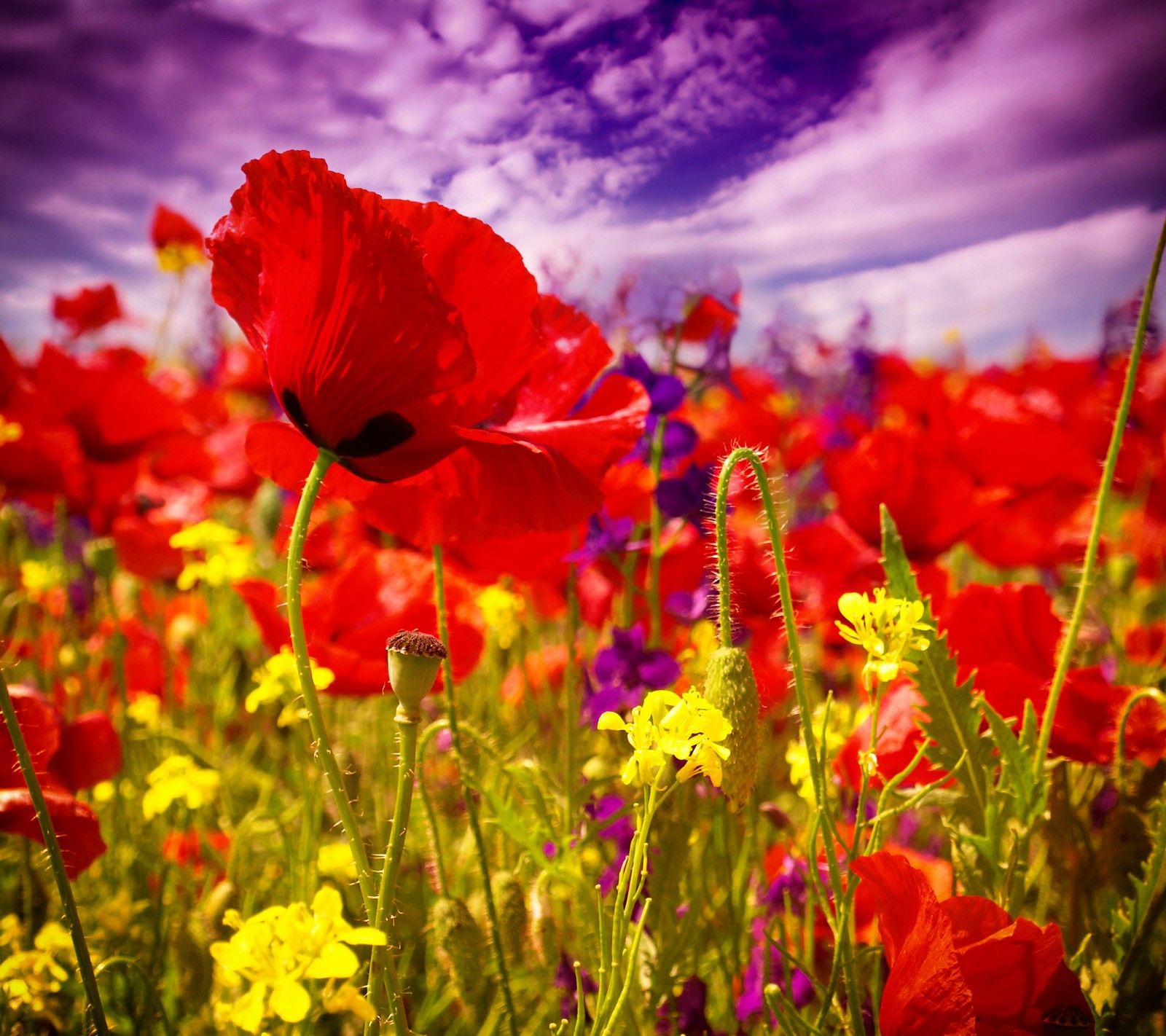 Il y a un champ de fleurs rouges avec des fleurs jaunes et violettes (champ, fleurs, nature, coquelicots, ciel)