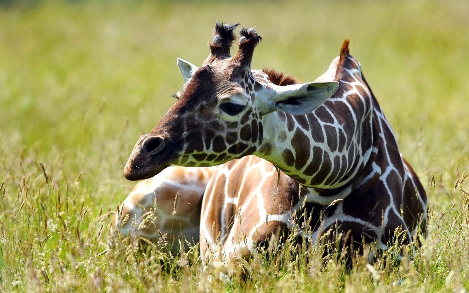 giraffe, terrestrial animal, wildlife, giraffidae wallpaper