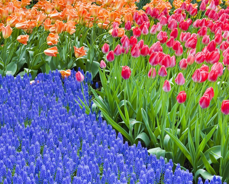 В поле много различных цветных цветов (grape hyacinth and tulips, сады кекенхоф, нидерланды, the netherland)