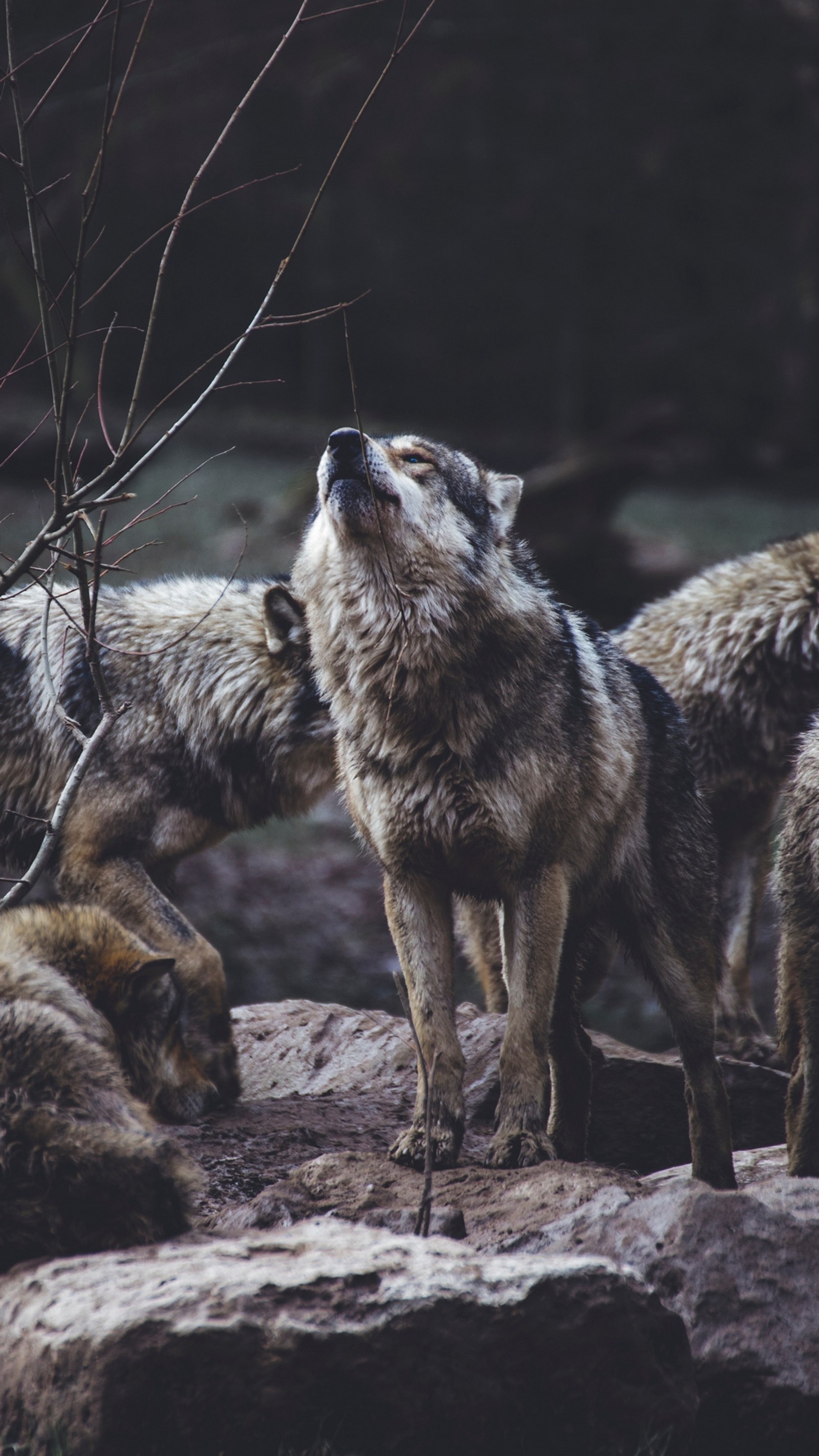 Trois loups se tiennent ensemble sur un rocher et l'un regarde vers le haut (chien, lumière, animal terrestre, museau, faune)