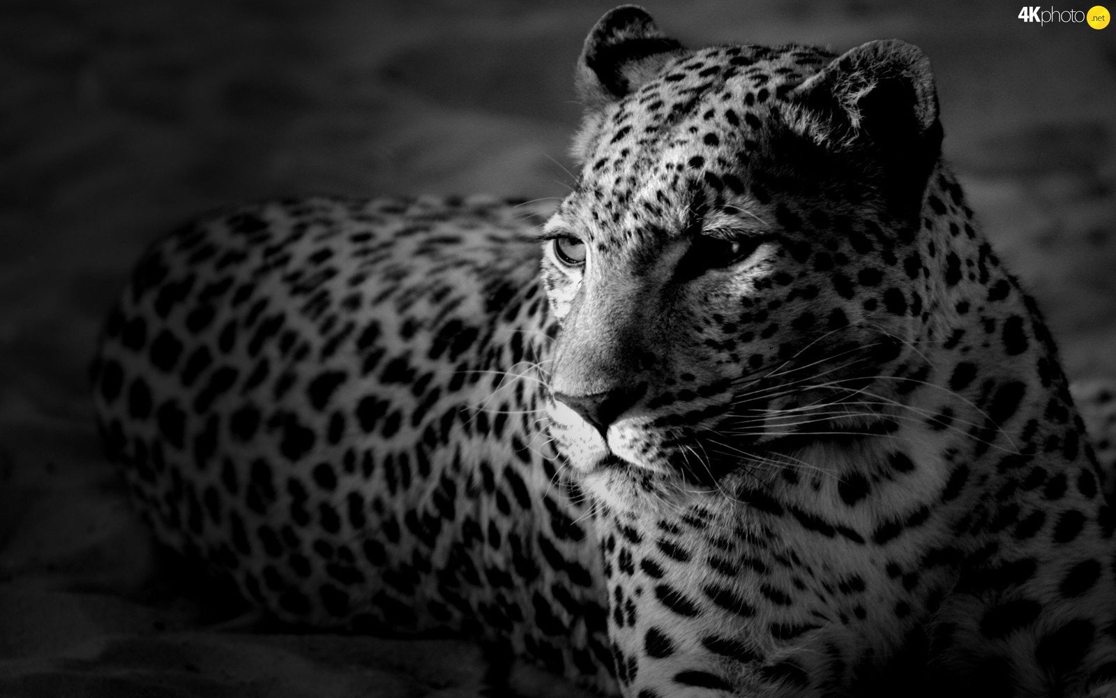 A close up of a leopard laying on a sandy surface (leopard, jaguar, wildlife, terrestrial animal, black)