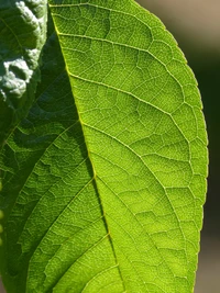 Textura de hoja intrincada que muestra patología de plantas y elementos de diseño