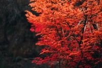 arbre, branche, feuille, rouge, nature