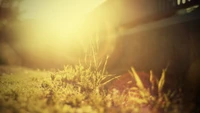 La lumière du soleil du matin illumine l'herbe dans une atmosphère sereine