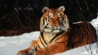 Majestic Siberian tiger resting in a snowy landscape.