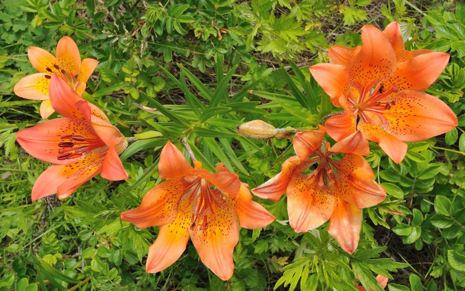 Plusieurs fleurs orange poussent dans un buisson vert (lys, plante à fleurs, orange lily, plante, peruvian lily)