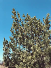 Evergreen Spruce against a Clear Blue Sky