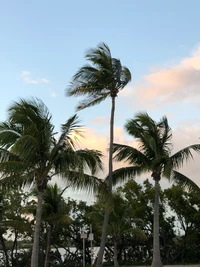 date palm, tree, woody plant, trunk, palm tree