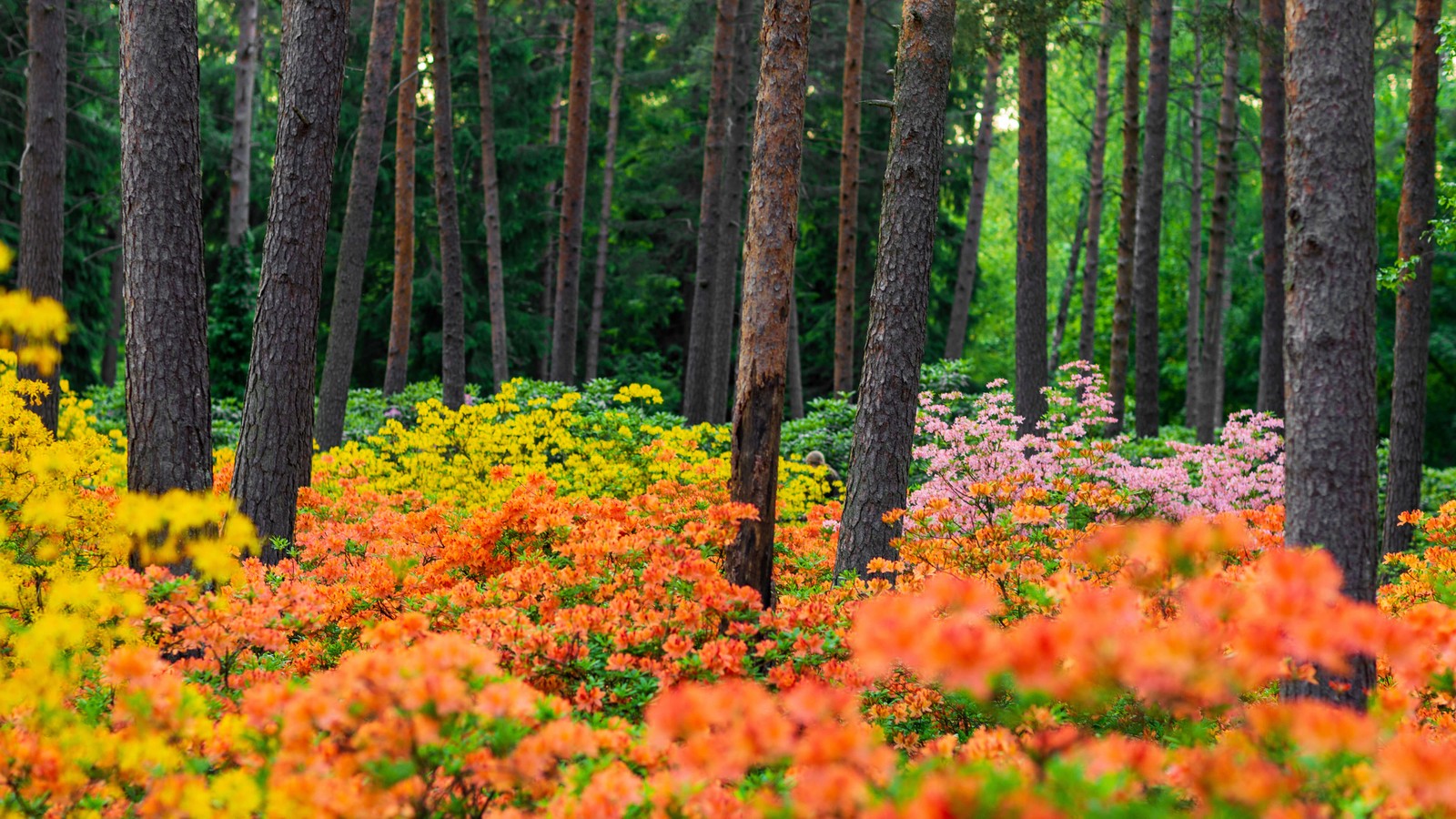 Скачать обои azalea plants, haaga rhododendron park, цветочный сад, яркие цветы, пейзаж