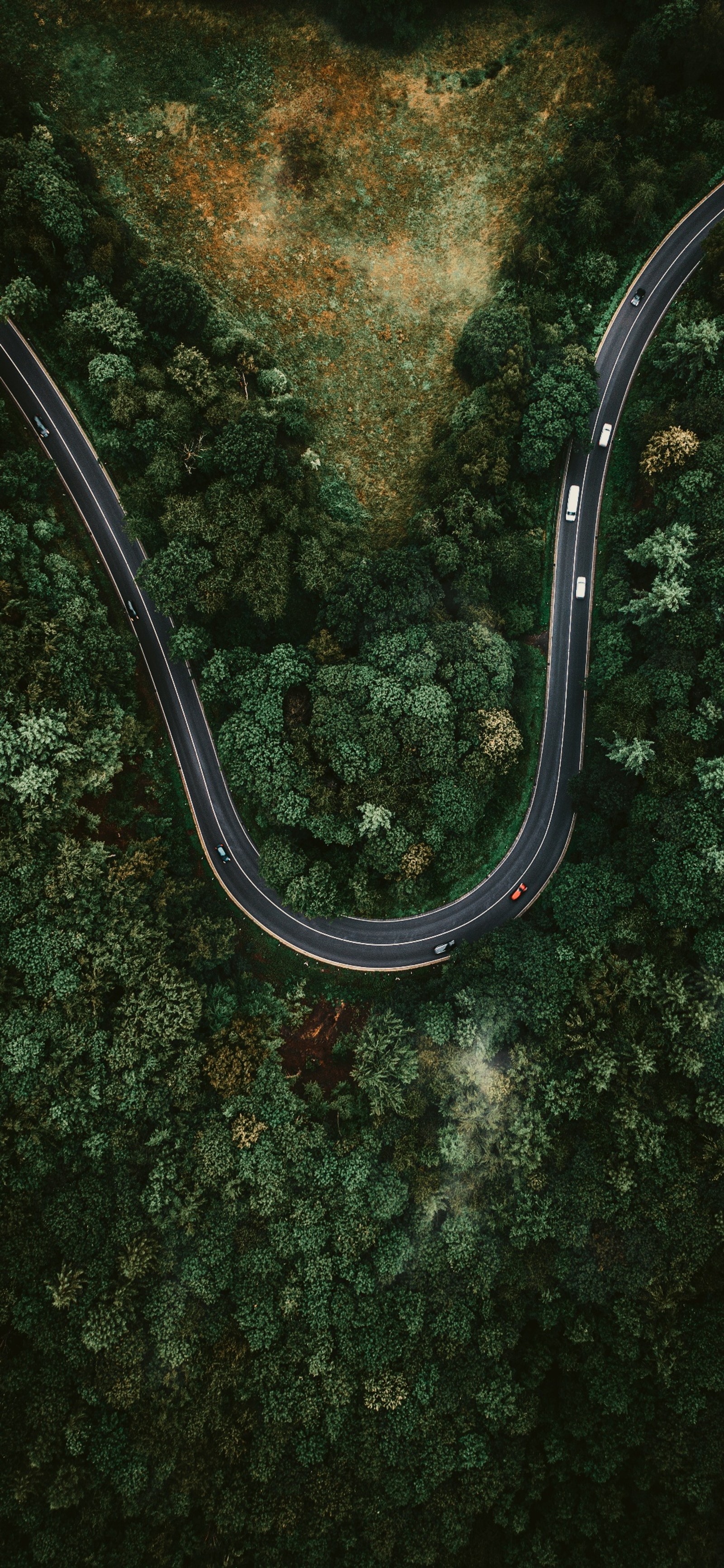 Vista aérea de uma estrada sinuosa no meio de uma floresta (floresta, planta, superfície da estrada, árvore, água)