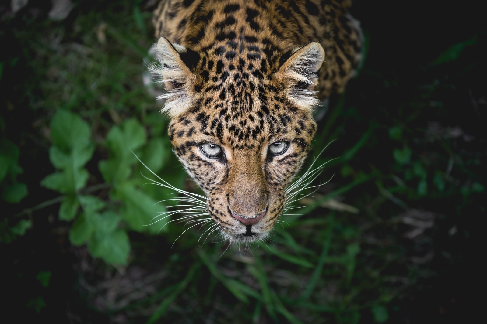 Arabische giraffe schaut in die kamera mit grünem hintergrund (leopard, jaguar, gato, großkatze, gepard)