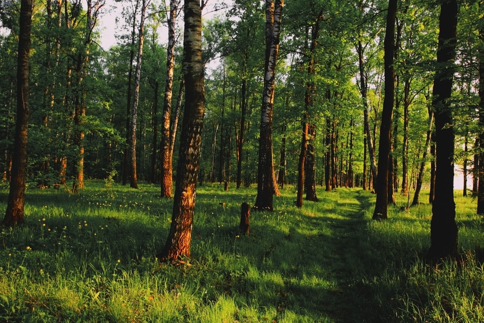 Há uma imagem de uma floresta com muitas árvores e grama (floresta, árvore, bosque, reserva natural, parede)