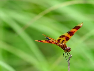 insecte, libellules et demoiselles, aile dinsecte, invertébrés, tige de plante