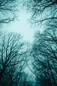 Canopée d'hiver : Branches tordues contre un ciel pâle