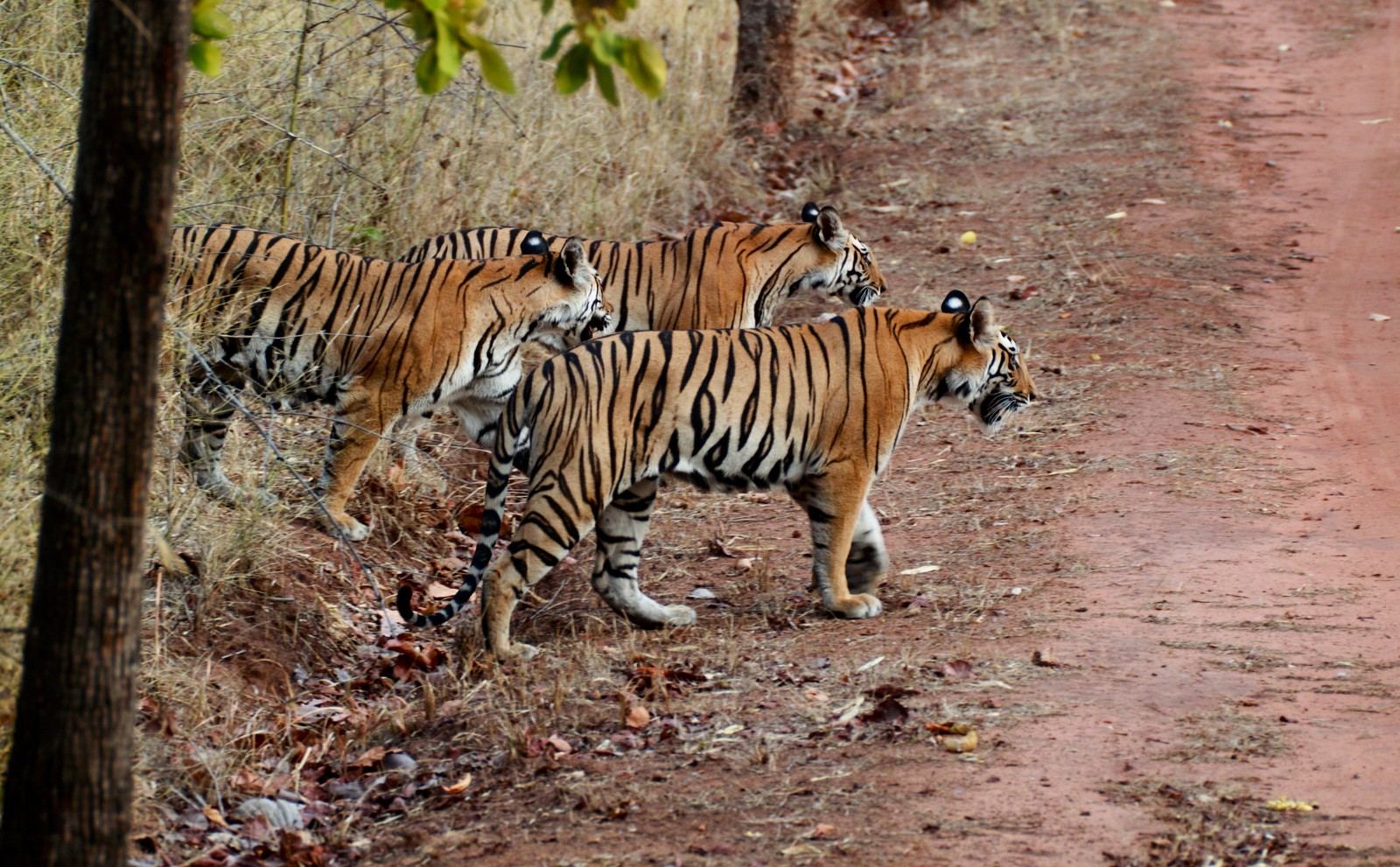 national park, tiger, wildlife, terrestrial animal, bengal tiger Download Wallpaper