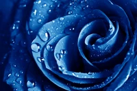 Primer plano de una vibrante rosa azul adornada con gotas de rocío, mostrando sus intrincados pétalos y textura aterciopelada.