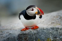 Puffin atlantique sur un promontoire rocheux