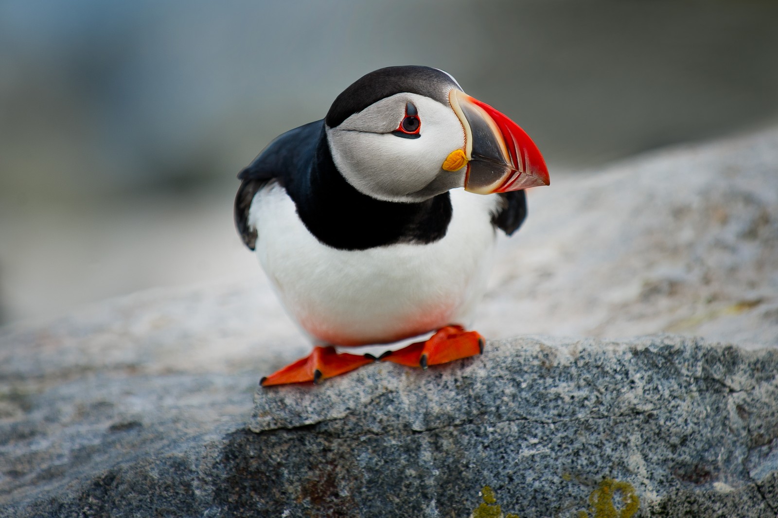 Lade atlantik puffin, seevögel, horned puffin, tiere, 4k hintergrund herunter