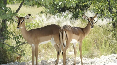 Antilopes gracieuses dans leur habitat naturel