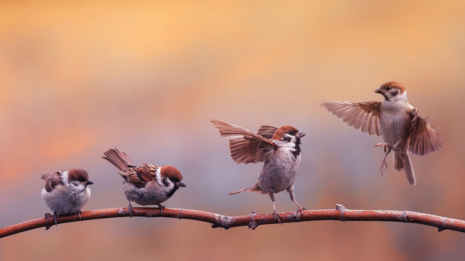 sparrow, birds, bird, animals, animal Download Wallpaper