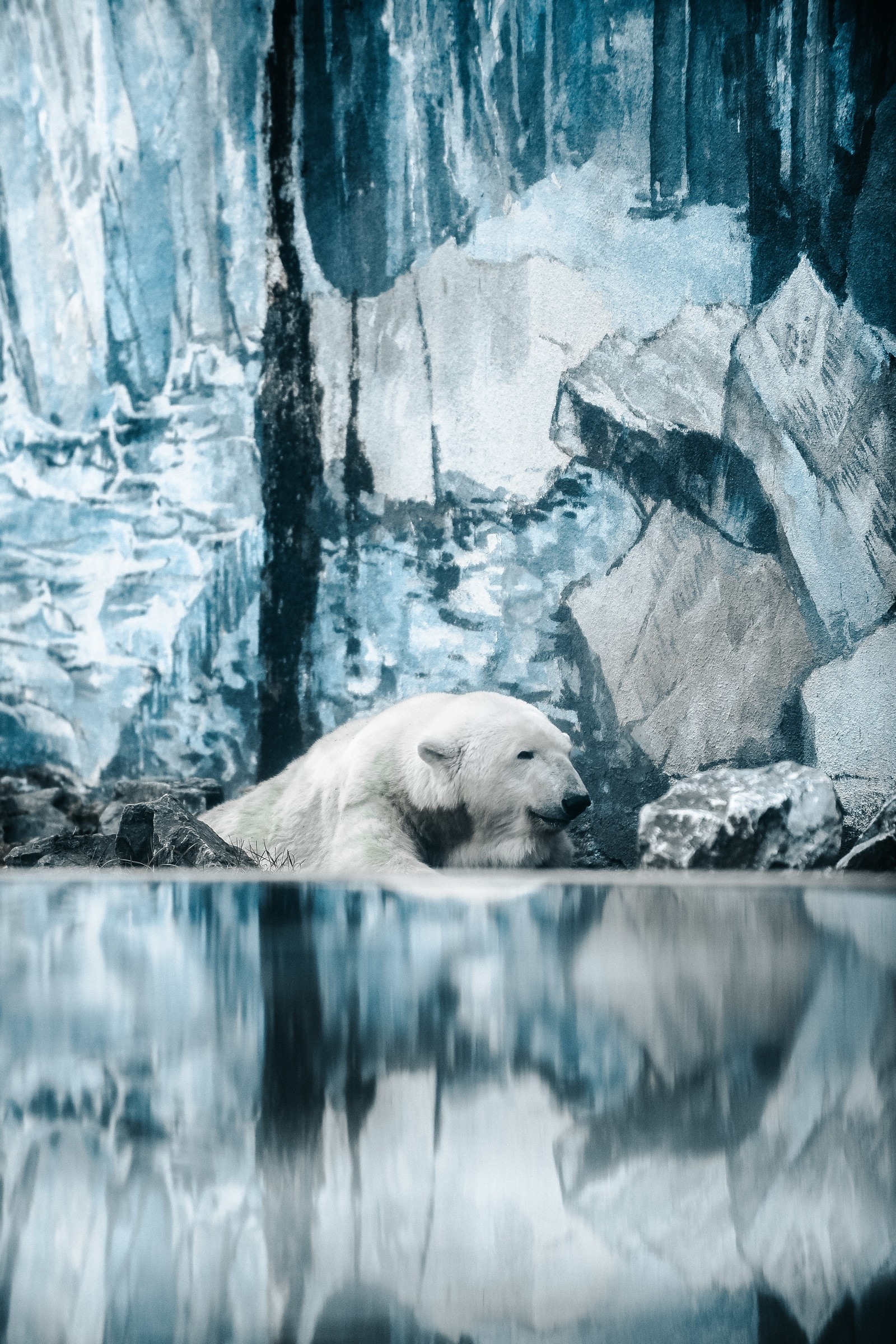 Hay un oso polar que está acostado en el agua (oso polar, oso, ártico, casquete polar, depredador ápice)