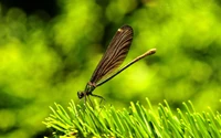 Damsel elegante posada sobre follaje verde: Una perspectiva macro de la vida silvestre