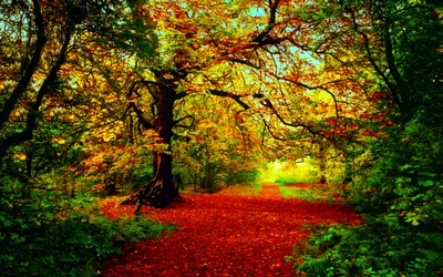 forêt dautomne, murale, forêt, arbre, nature