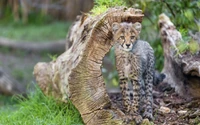 Jeune petit guépard dans son habitat naturel