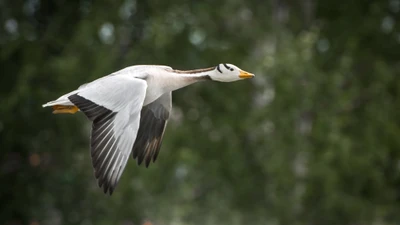 Северный шеврон в полете: величественная водоплавающая птица