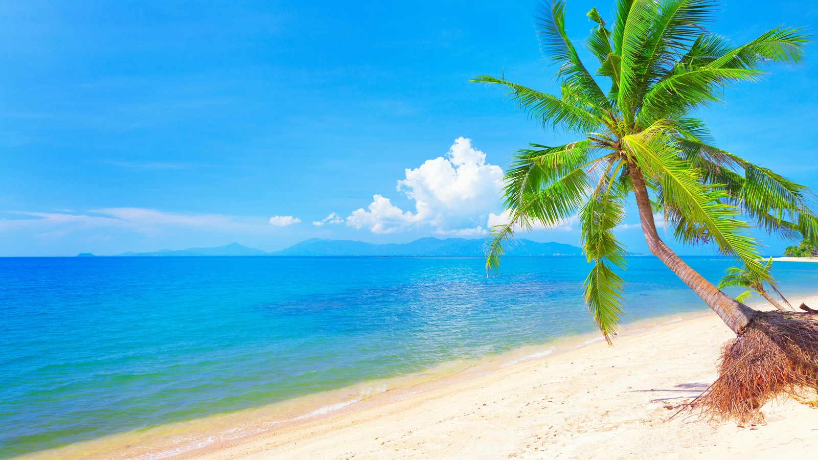 Un palmier sur une plage avec un ciel bleu et de l'eau (plage, mer, rivage, tropiques, arbre)