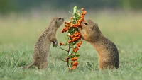 Deux petits rongeurs interagissent curieusement avec une plante vibrante ornée de baies orange sur un fond herbeux.