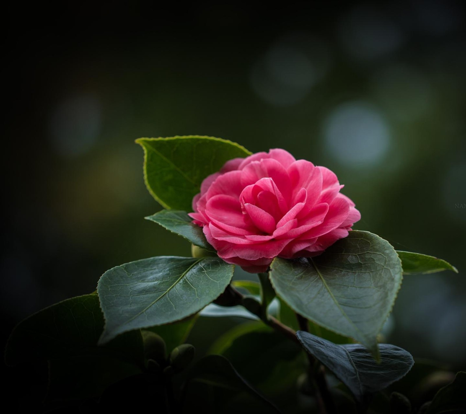 Une fleur rose qui fleurit sur une tige (fleur, nature)